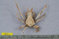 藏品(雙角互敬蟹)的圖片